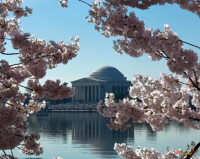DS008 Jefferson Memorial at Cherry Blossom Time