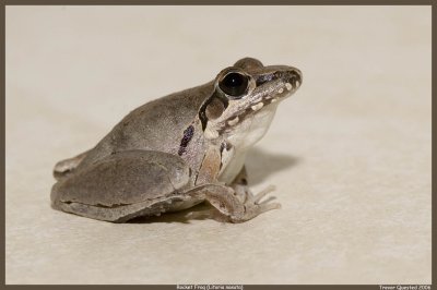 Rocket Frog (Litoria nasuta)