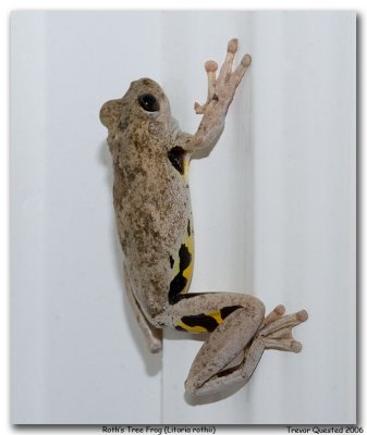 Roths Tree Frog (Litoria rothii)