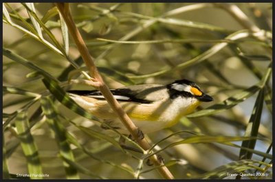 Striated Pardalote