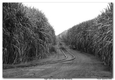 Sugar cane ready for harvesting