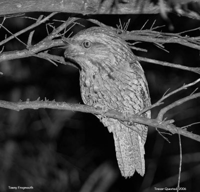 Tawny Frogmouth