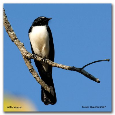 Willie Wagtail