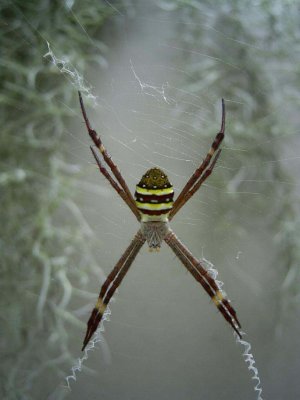 St Andrew's Cross spider.JPG