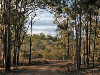 track through the Brigalow forest.