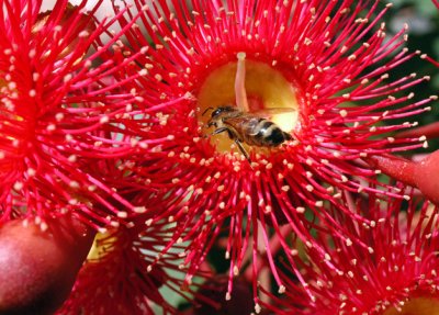 Bee in gum blossoms.jpg