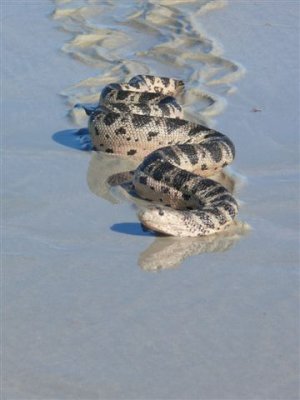 A tired sea snake retreating from the Indian Ocean.jpg
