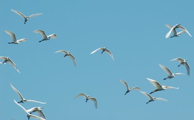 Intermediate Egrets.