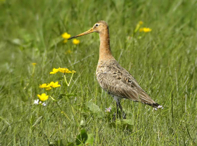 Black-tailed Godwit  Limosa limosa