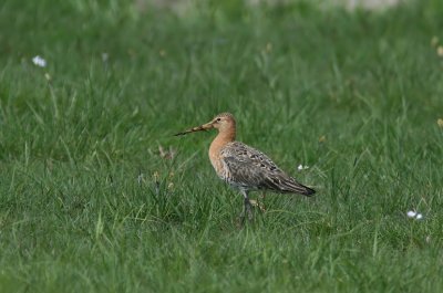 Black-tailed Godwit  Limosa limosa