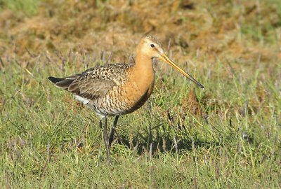 Black-tailed Godwit  Limosa limosa