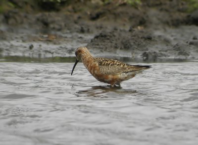 Curlew Sandpiper  Calidris ferruginea