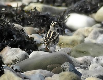 Jack Snipe  Lymnocryptes minimus