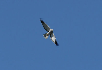 Hen Harrier  Circus cyaneus