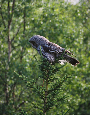 Great Grey Owl  Strix nebulosa