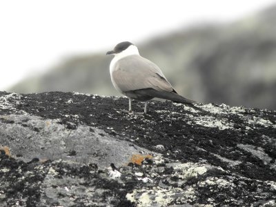 Long-tailed Skua  Stercorarius longicaudus