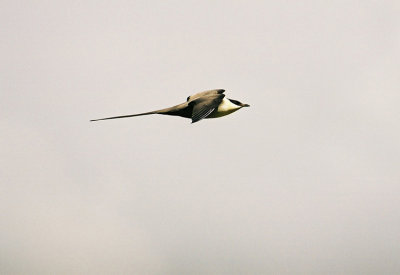 Long-tailed Skua  Stercorarius longicaudus