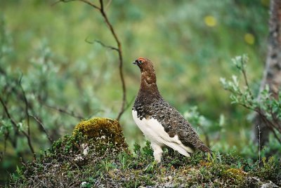 Willow Ptarmigan  Lagous lagopus