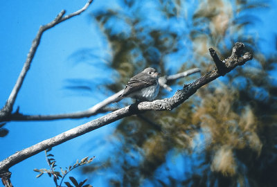 Asian Brown Flycatcher  Muscicapa dauurica First for Sweden. Svenska hgarna