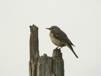 Tawny Pipit  Anthus campestris