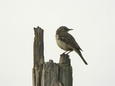 Tawny Pipit