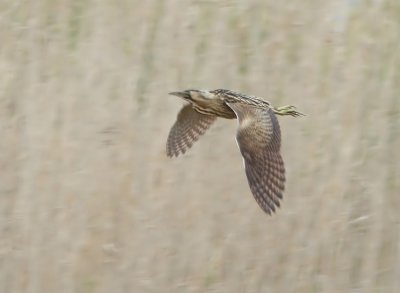 Great Bittern  Botaurus stellaris