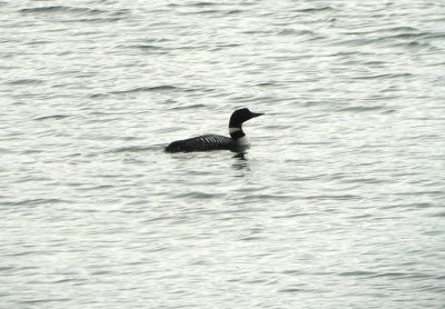 Great Northern Loon  Gavia immer