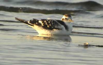 Little-Gull--Larus-minutus