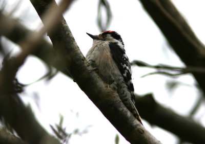 Lesser Spotted Woodpecker  Dendrocopos minor