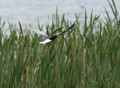 White-winged-Tern--Chlidoni