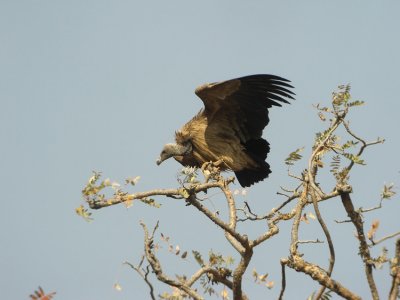 Long-billed Vulture  Gyps indicus