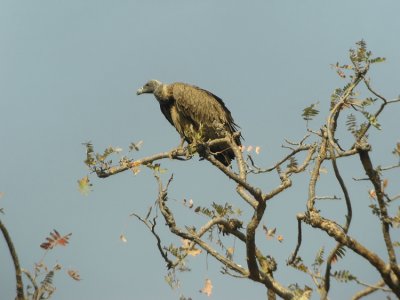 Long-billed Vulture  Gyps indicus