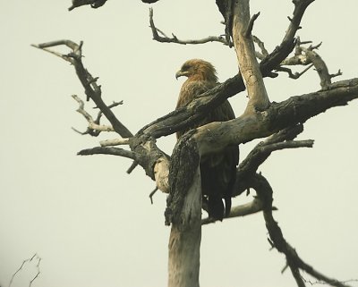 Spotted Eagle  Aquila clanga