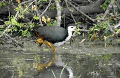 Whitebreasted-Waterhen  Amaurornis phoenicurus