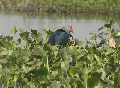 Purple Swamp-hen  Porphyrio porphyrio