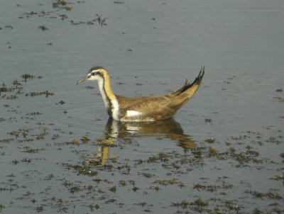 Pheasant-tailed-Jacana  Hydrophasianus chirurgus