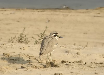 Great Thick-knee  Esacus recurvirostris