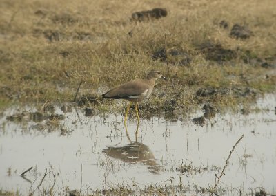 White-tailed-Lapwing  Vanellus leucurus