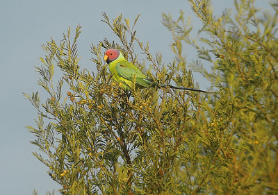 Plumheaded-Parakeet  Psittacula ccyanocephala