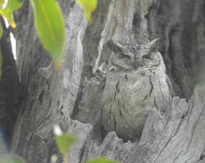 Collared-Scops-Owl  Otus bakkamoena