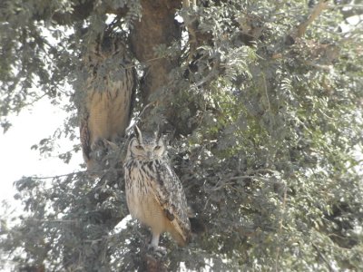 Indian-Eagle-owl  Bubo bubo