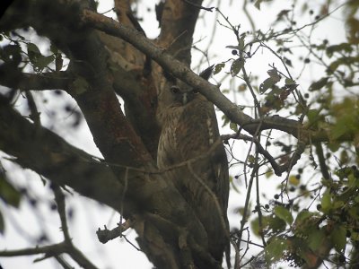 Dusky eagle Owl  Bubo coromandus