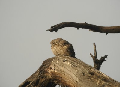 Spotted-Owlet  Athene brama