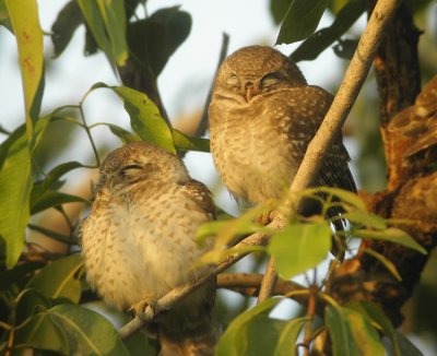 Spotted-Owlet  Athene brama