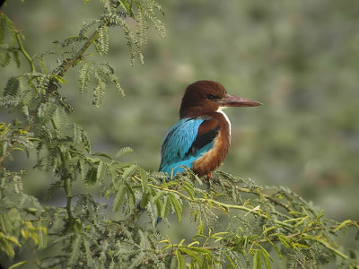 White throated Kingfisher  Halcyon smyrnensis