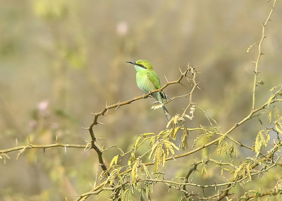 Green-Bee-eater  Merops orientalis