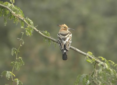 Eurasian Hoopoe  Upupa  epops