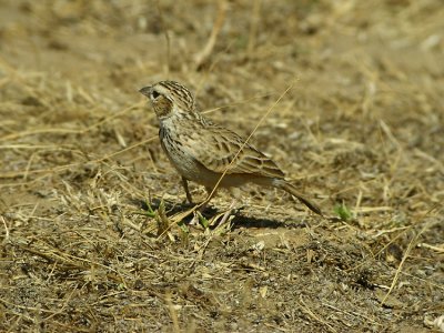 Indian Bushlark Mirafra  erythroptera