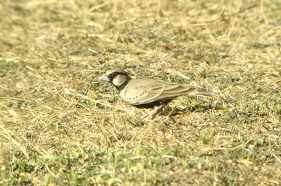 Ashycrowned Sparrow Lark  Eremopterix grisea