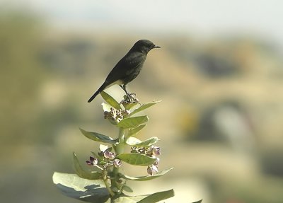 Variable-Wheatear  Oenanthe picata